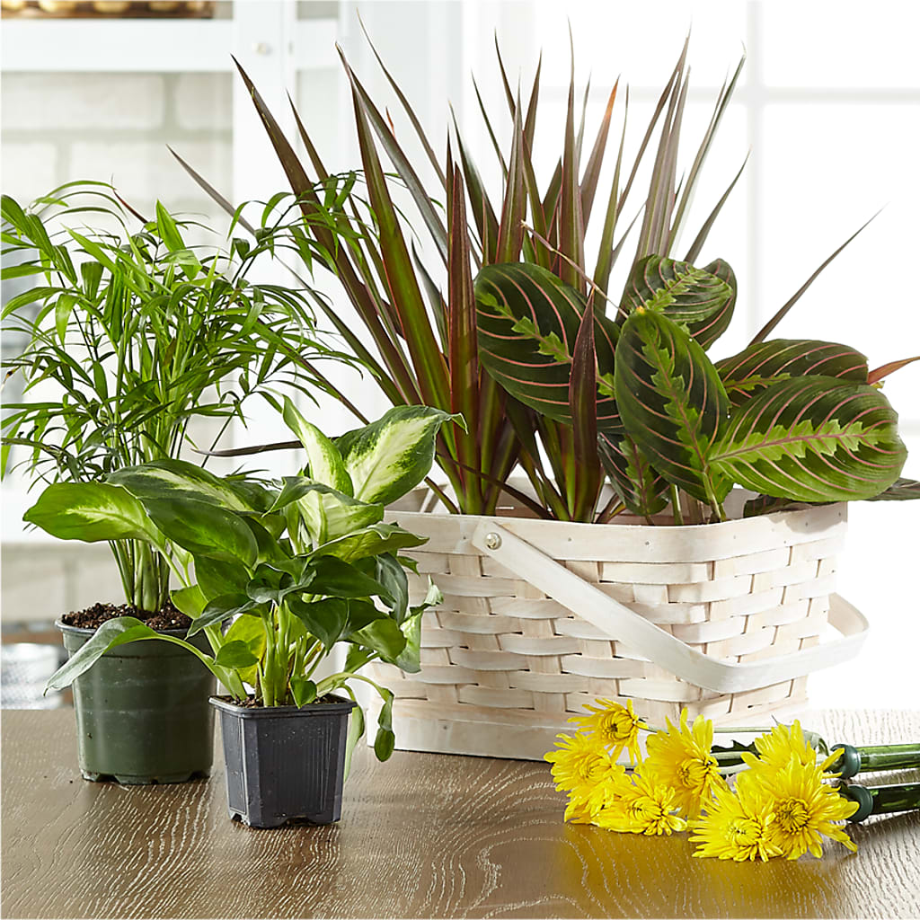 Florist Designed Blooming and Green Plants in a Basket – Talia Flowers, Ottawa ON