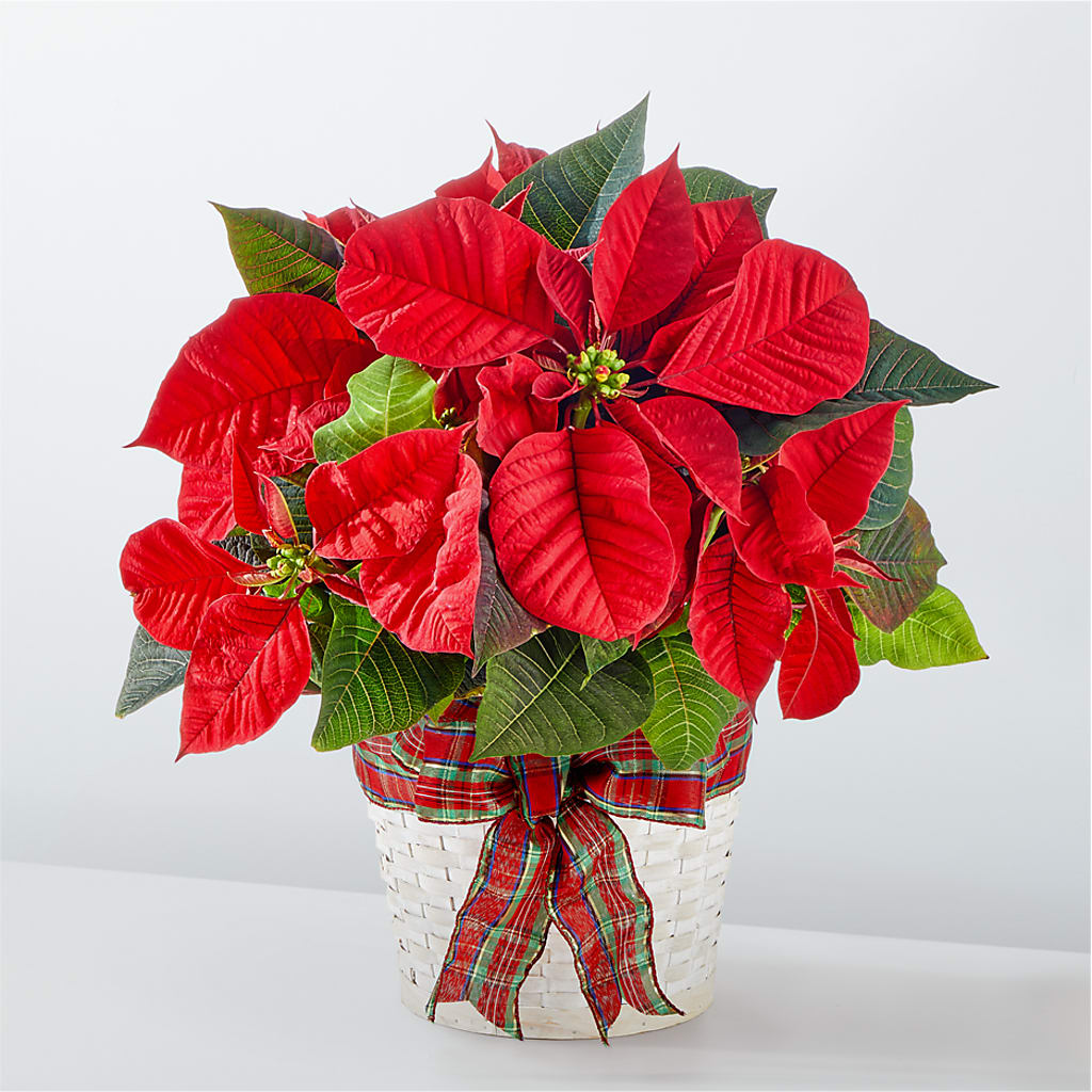 Happiest Holidays Poinsettia – Talia Flowers, Ottawa ON