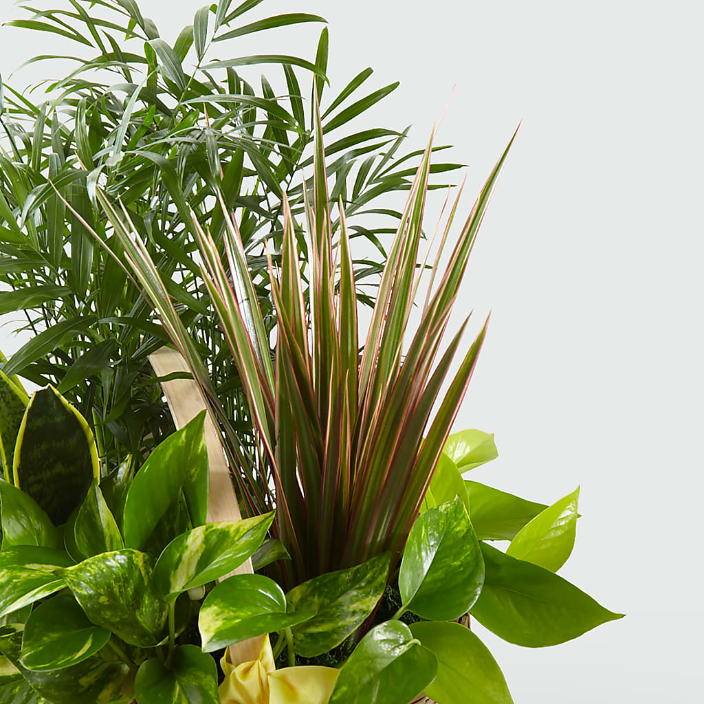 French Garden – Talia Flowers, Ottawa ON