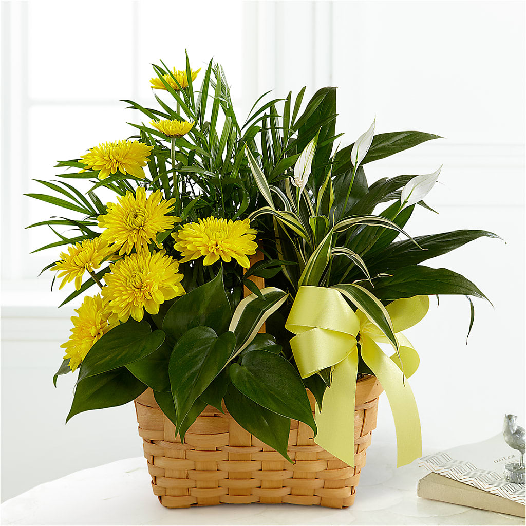 Loving Light Dishgarden – Talia Flowers, Ottawa ON