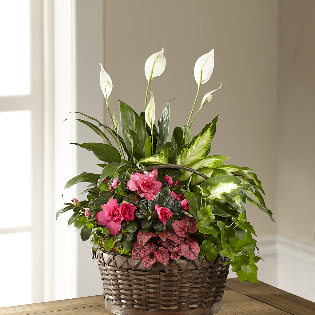 Dream in Pink Dishgarden – Talia Flowers, Ottawa ON