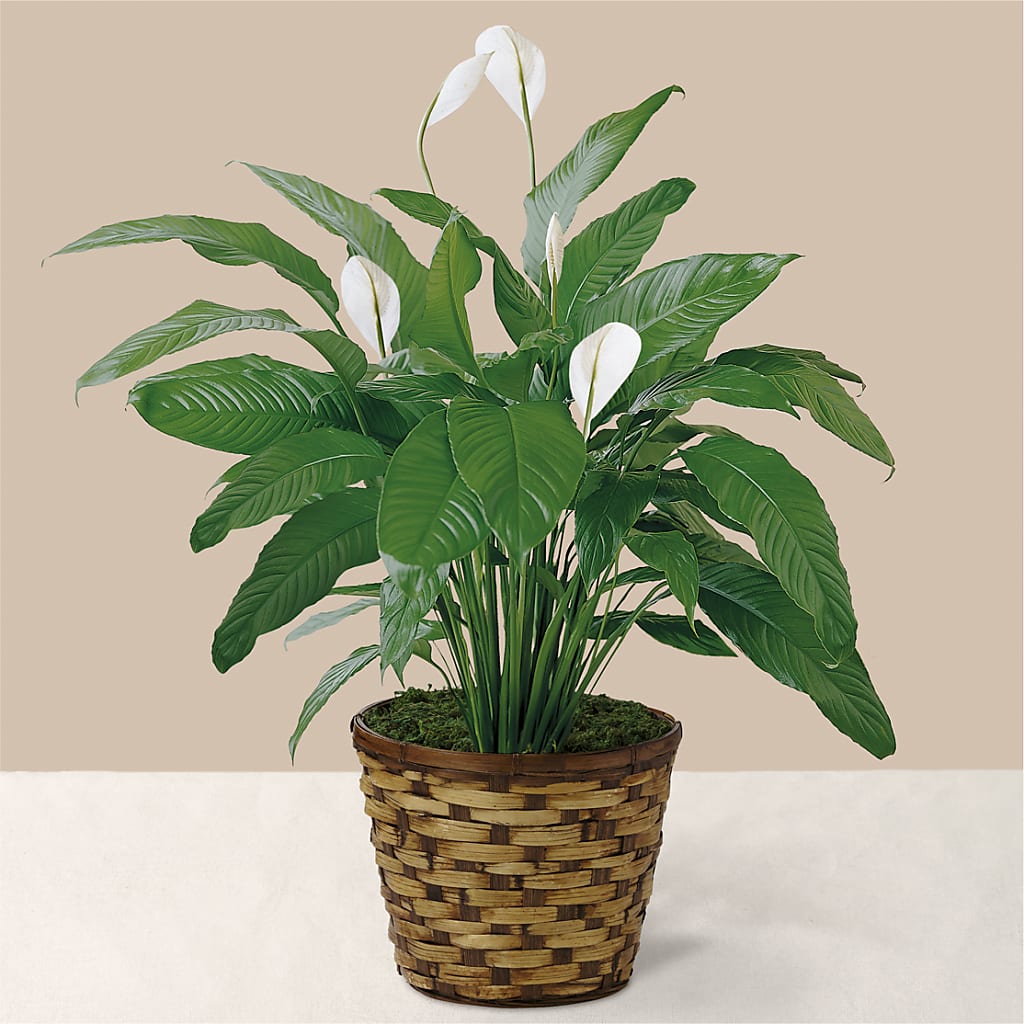 Tranquil Moments Peace Lily Plant – Talia Flowers, Ottawa ON