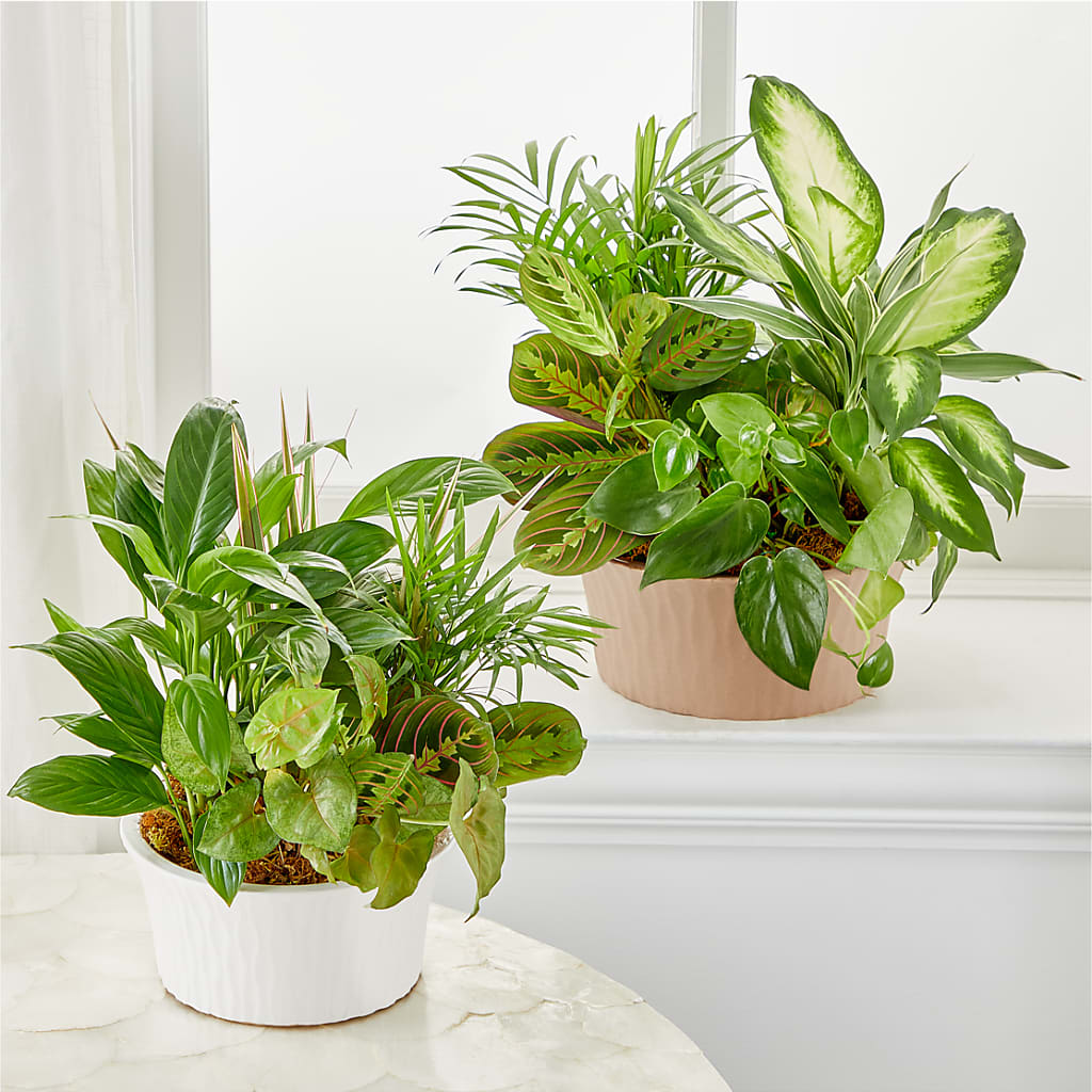 Balance & Harmony Dishgarden – Talia Flowers, Ottawa ON