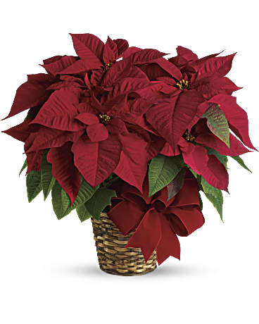 Red Poinsettia – Talia Flowers, Ottawa ON