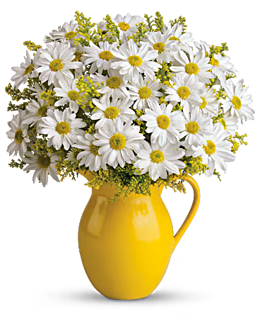 Teleflora's Sunny Day Pitcher of Daisies – Talia Flowers, Ottawa ON