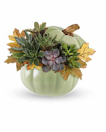Teleflora's Sage Pumpkin Succulent Garden