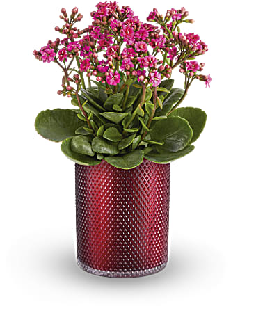 Teleflora's Lovely Kalanchoe Plant – Talia Flowers, Ottawa ON