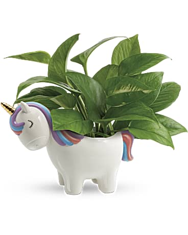Teleflora's Peaceful Unicorn Pothos Plant – Talia Flowers, Ottawa ON