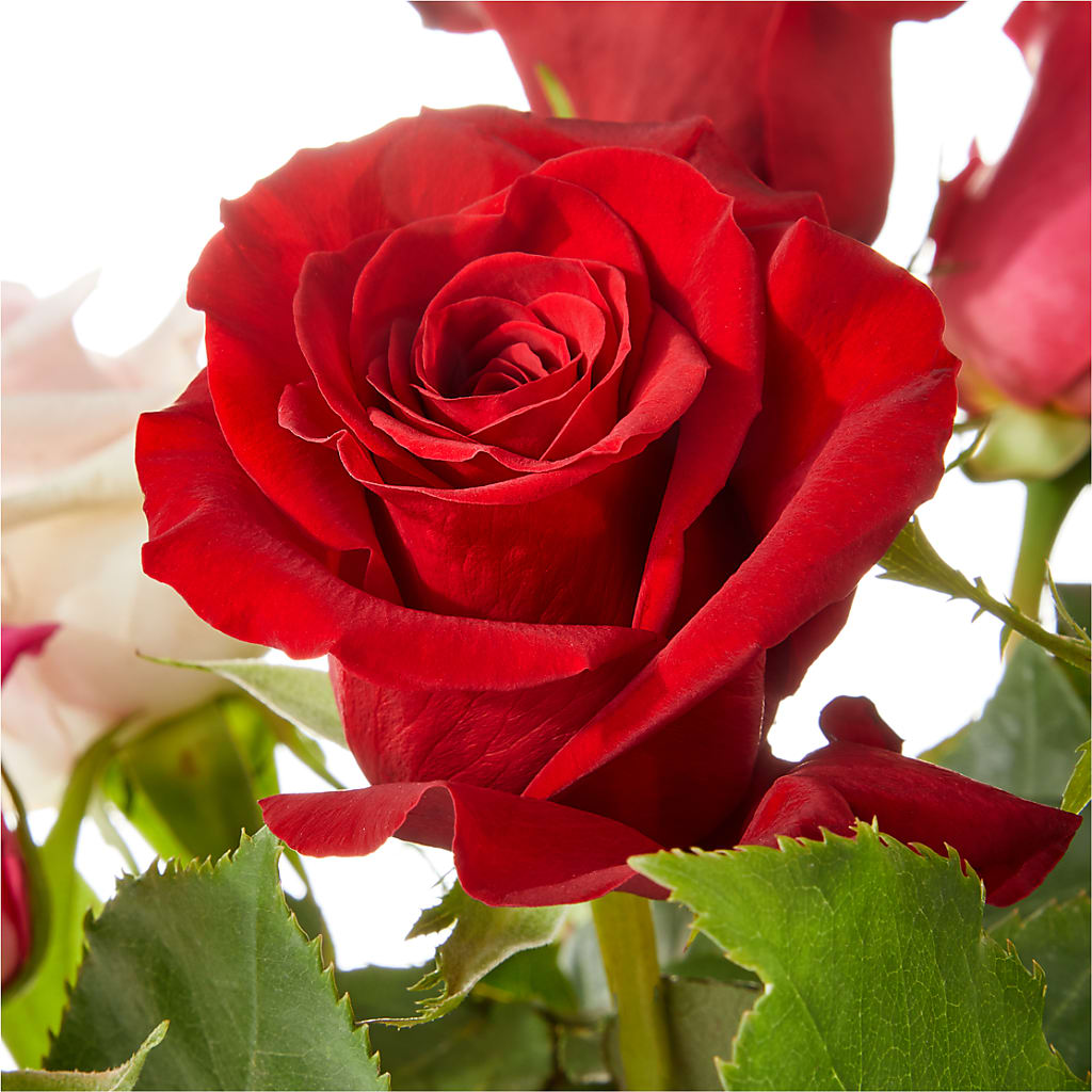 Love Notes Rose Bouquet – Talia Flowers, Ottawa ON