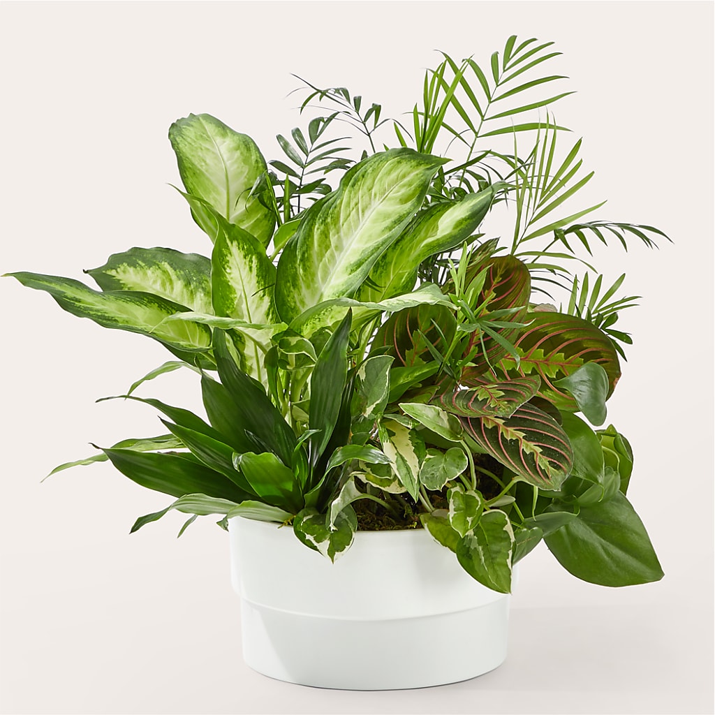 Radiating Positivity Dishgarden – Talia Flowers, Ottawa ON