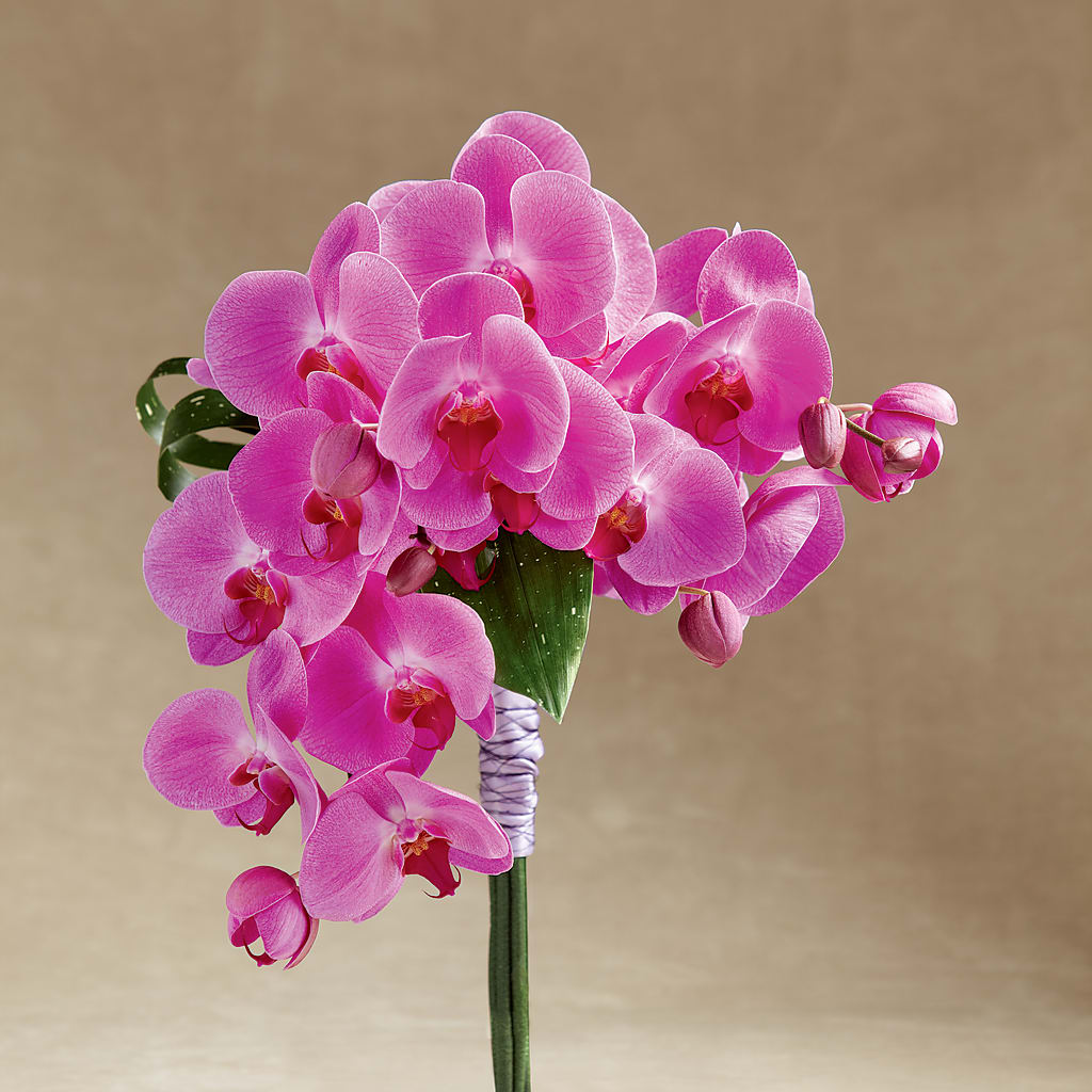 Glorious Bouquet – Talia Flowers, Ottawa ON