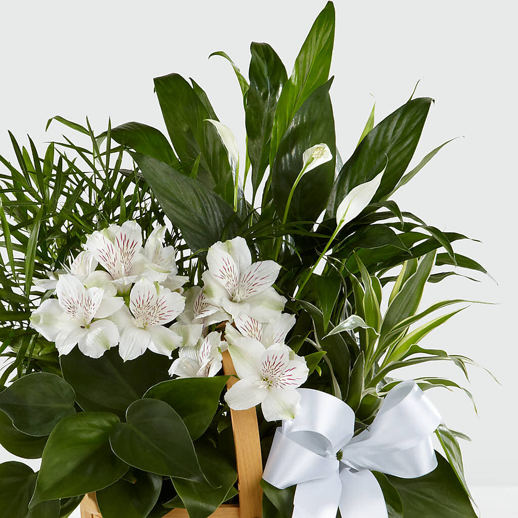 Peace & Serenity Dishgarden –  Talia Flowers, Ottawa ON