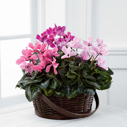 Mixed Cyclamen Planter –  Talia Flowers, Ottawa ON
