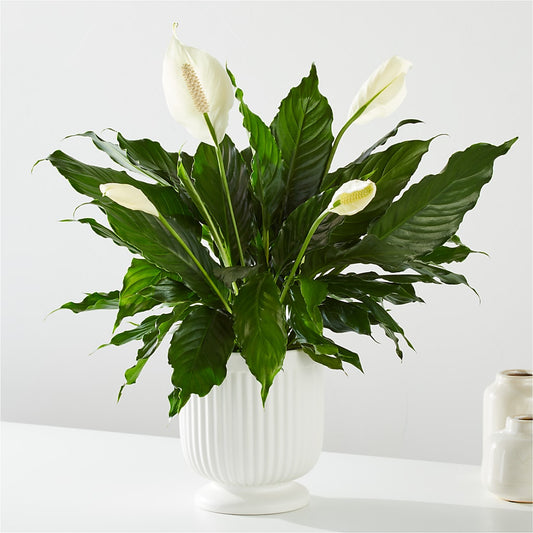 Comfort Planter –  Talia Flowers, Ottawa ON