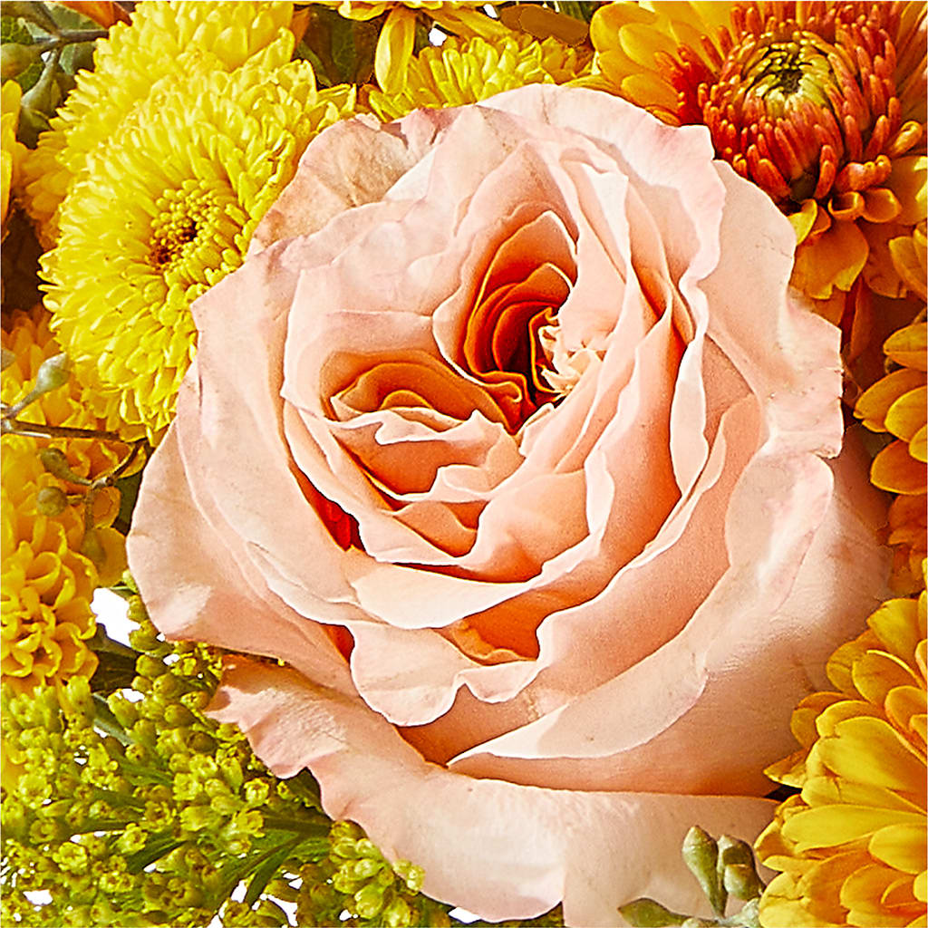 Peachy Pumpkin –  Talia Flowers, Ottawa ON