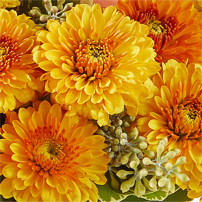 Peachy Pumpkin –  Talia Flowers, Ottawa ON