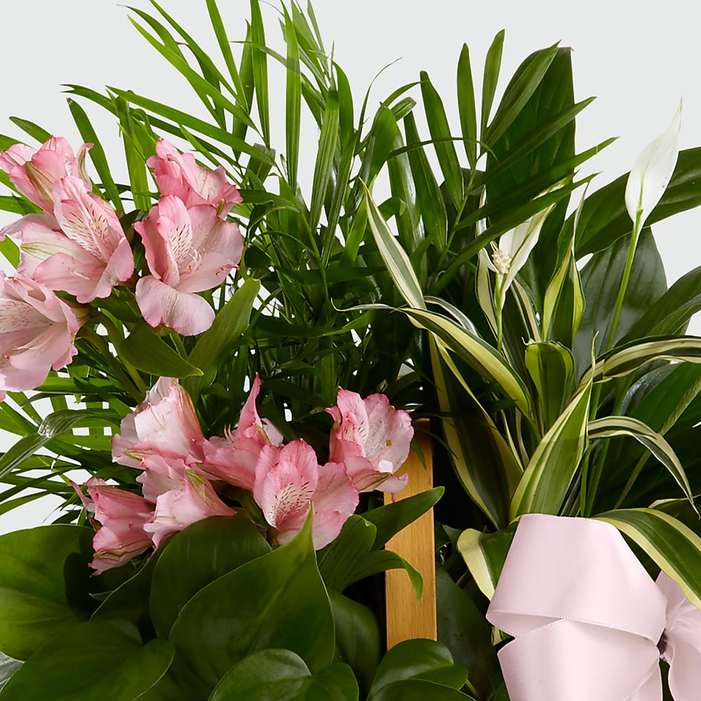 Living Spirit Dishgarden –  Talia Flowers, Ottawa ON
