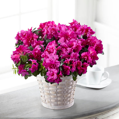 Hope & Serenity Azalea Plant –  Talia Flowers, Ottawa ON