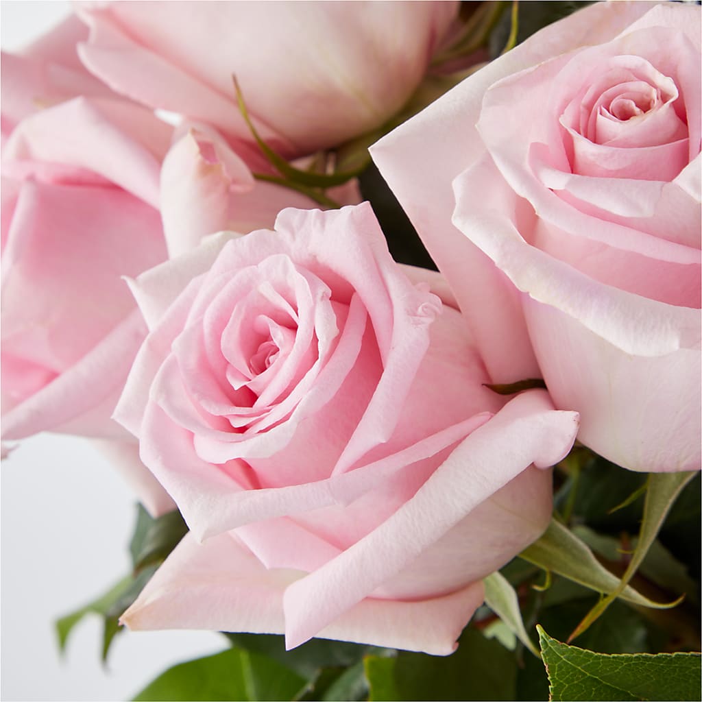Picture Perfect Pink Rose Bouquet –  Talia Flowers, Ottawa ON